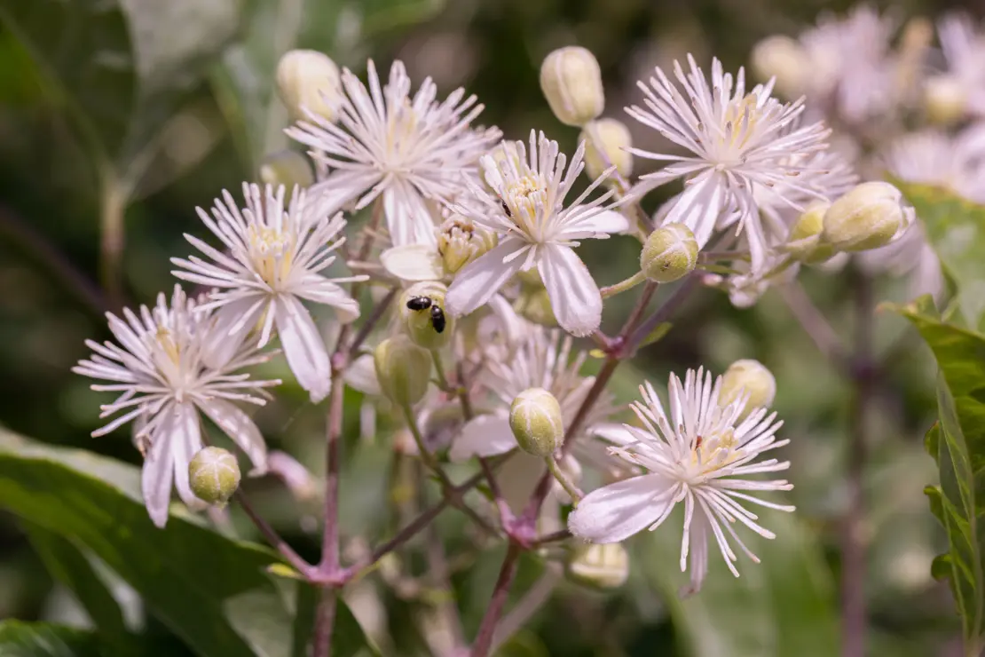 Gemeine Waldrebe (Clematis vitalba) [2]